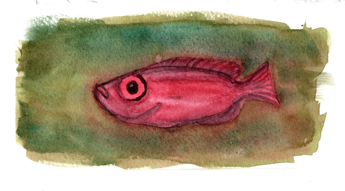 Red Grouper 2